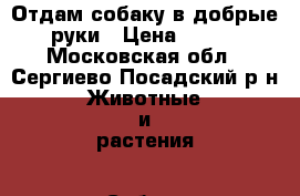 Отдам собаку в добрые руки › Цена ­ 100 - Московская обл., Сергиево-Посадский р-н Животные и растения » Собаки   